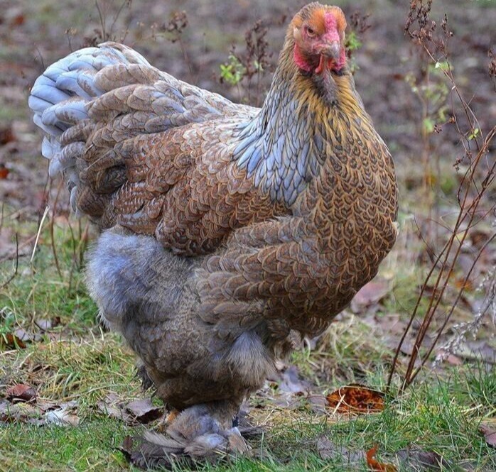 6 LARGE STANDARD BLUE PARTRIDE BRAHMA Hatching Eggs ~ COLORS
