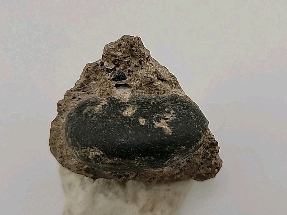 Real Permineralized Reptile Egg Fossil