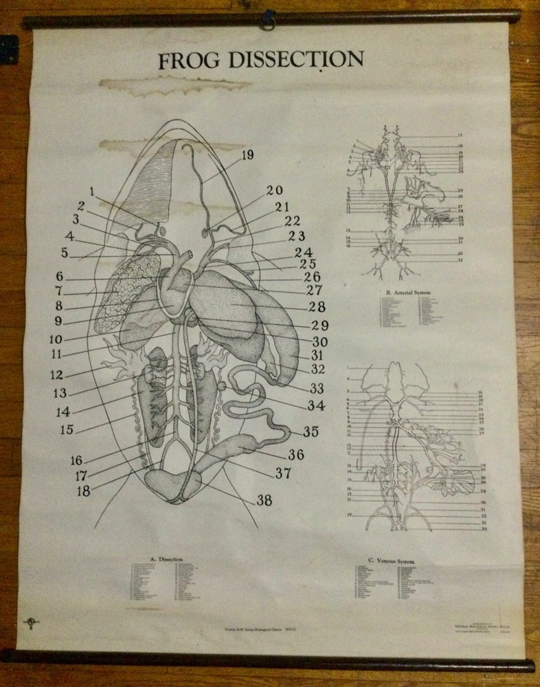 c1937 Frog Dissection Classroom Wall Chart Poster Gen. Biological Supply House