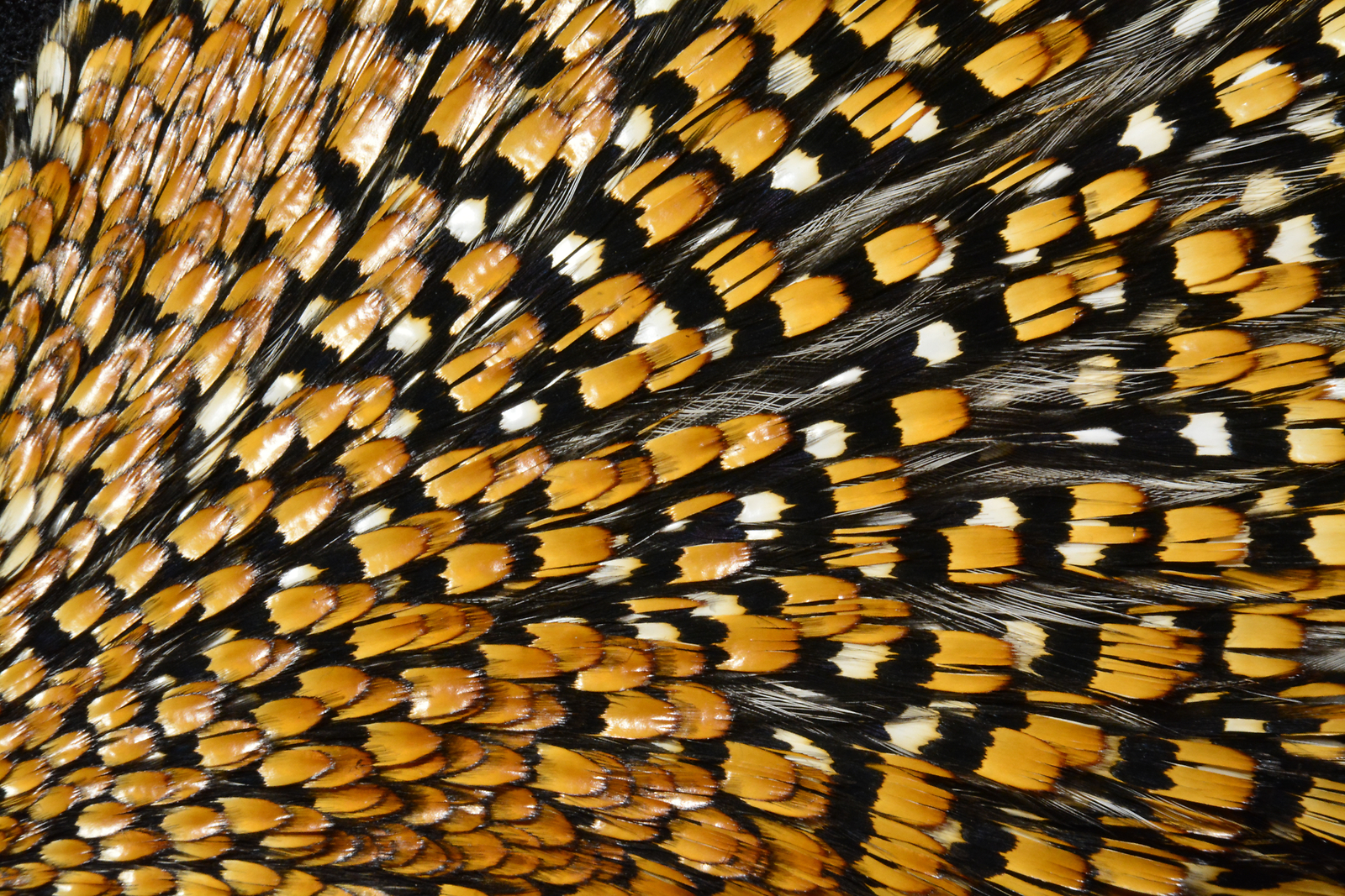 Jungle Cock Nails from Lucas Collection