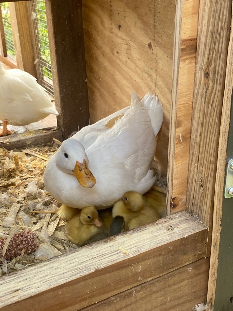 WHITE Call Duck hatching eggs, fertile eggs, 8+, bantam, mini