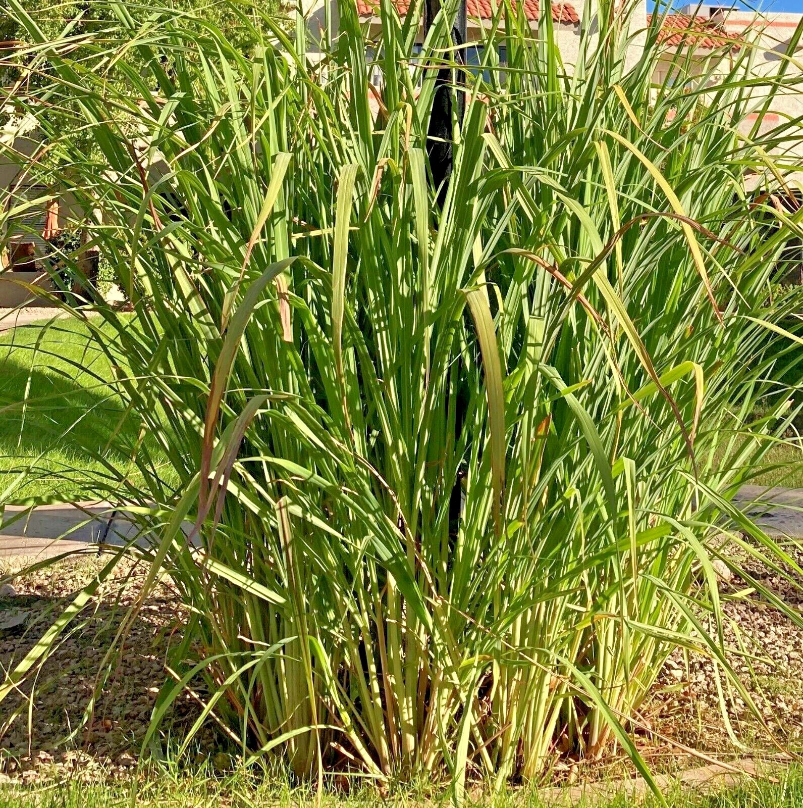 5-25 Rooted Lemongrass Stalks Ready to Plant | Fast Growing Lemon Grass Plants