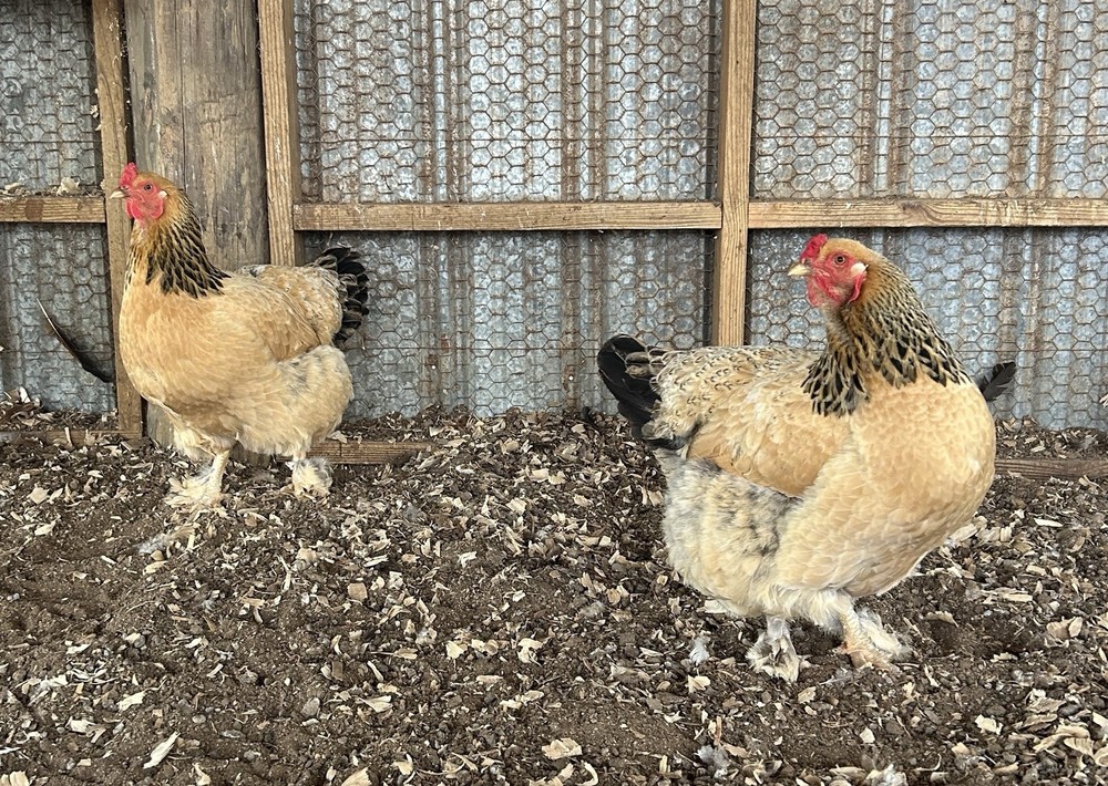 BYM Large Fowl Dozen Hatching Eggs