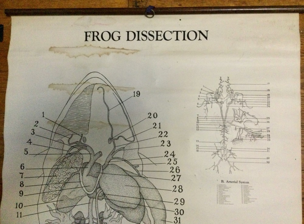 c1937 Frog Dissection Classroom Wall Chart Poster Gen. Biological Supply House