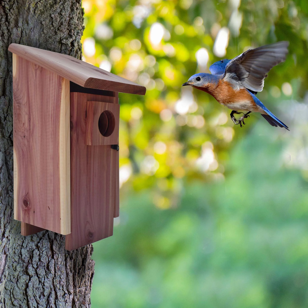 (2 Pack) Red Cedar Bluebird Wild Bird House, 1 Pack