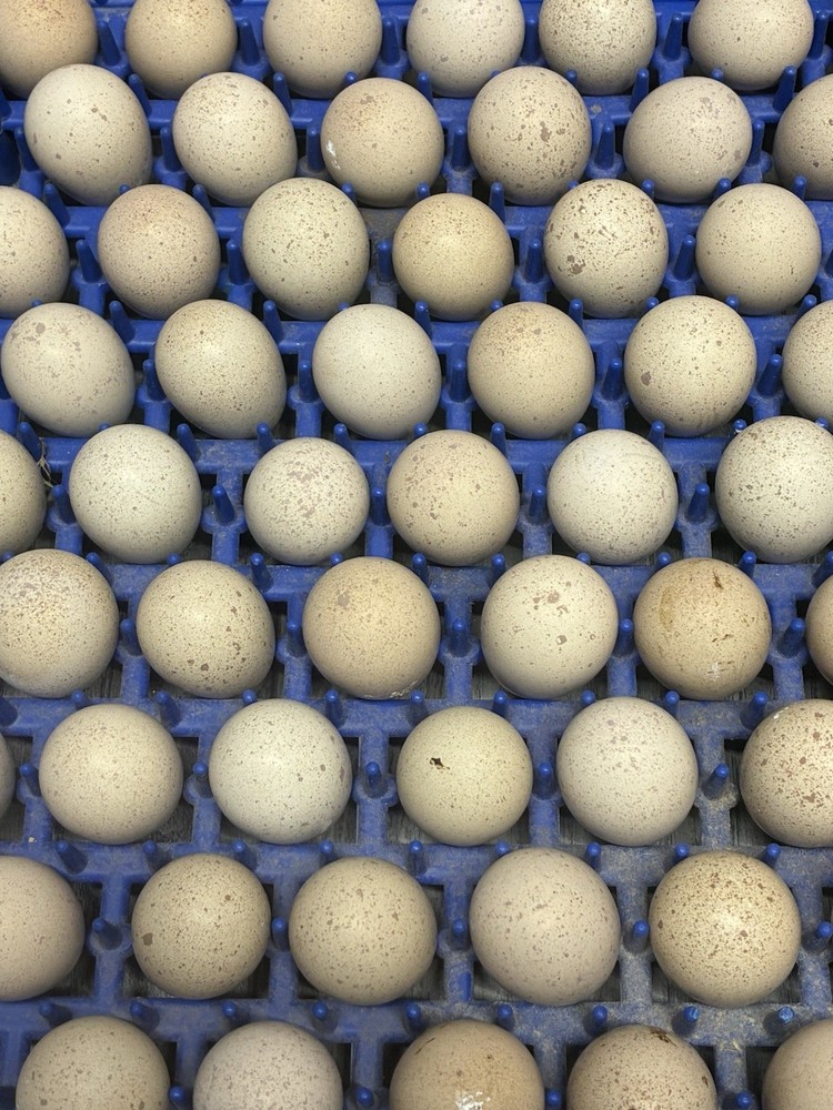 12 Chukar Hatching Eggs