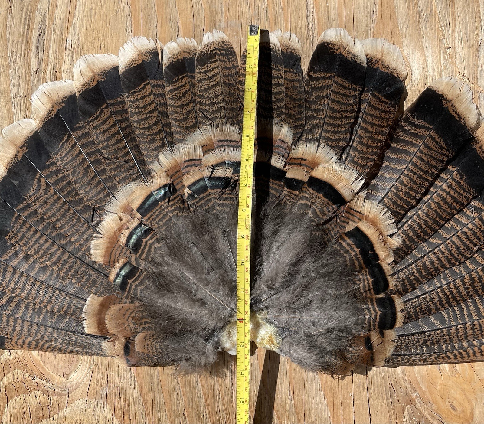 Rio Grande Wild Turkey Hen Tail Fan Decoy Display Arts & Crafts Taxidermy