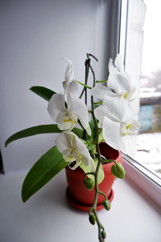Orchid Potting Soil Mix (3 Cups / 1 Quart)
