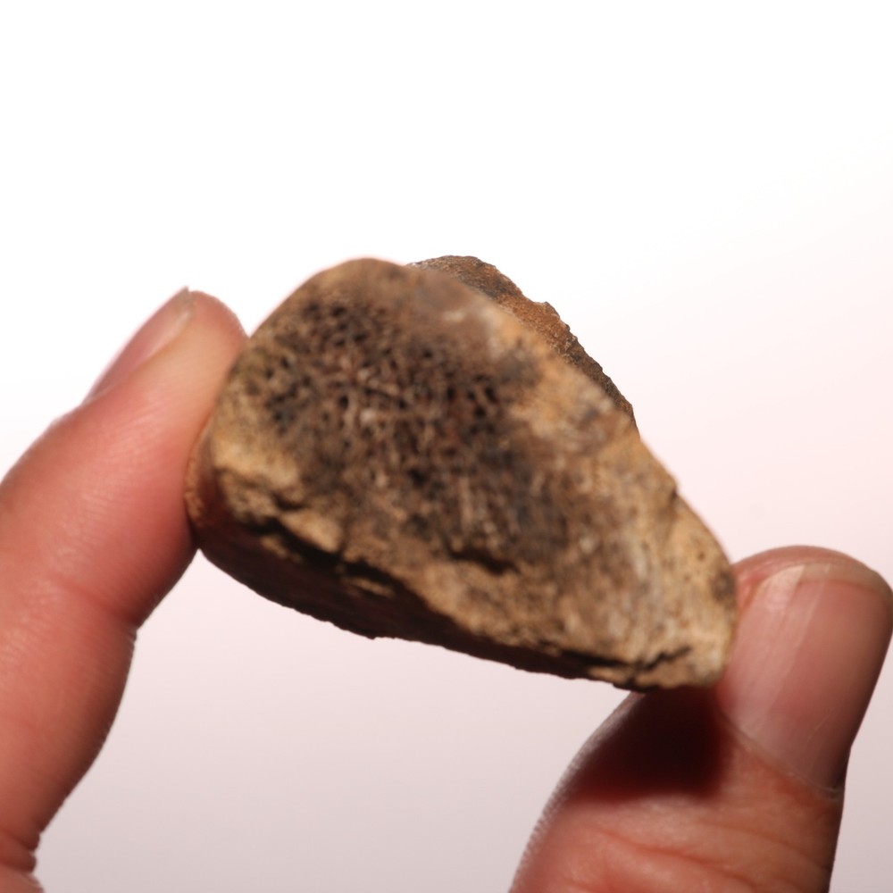 Dinosaur Bone Fossil - Hell Creek Formation - Cretaceous