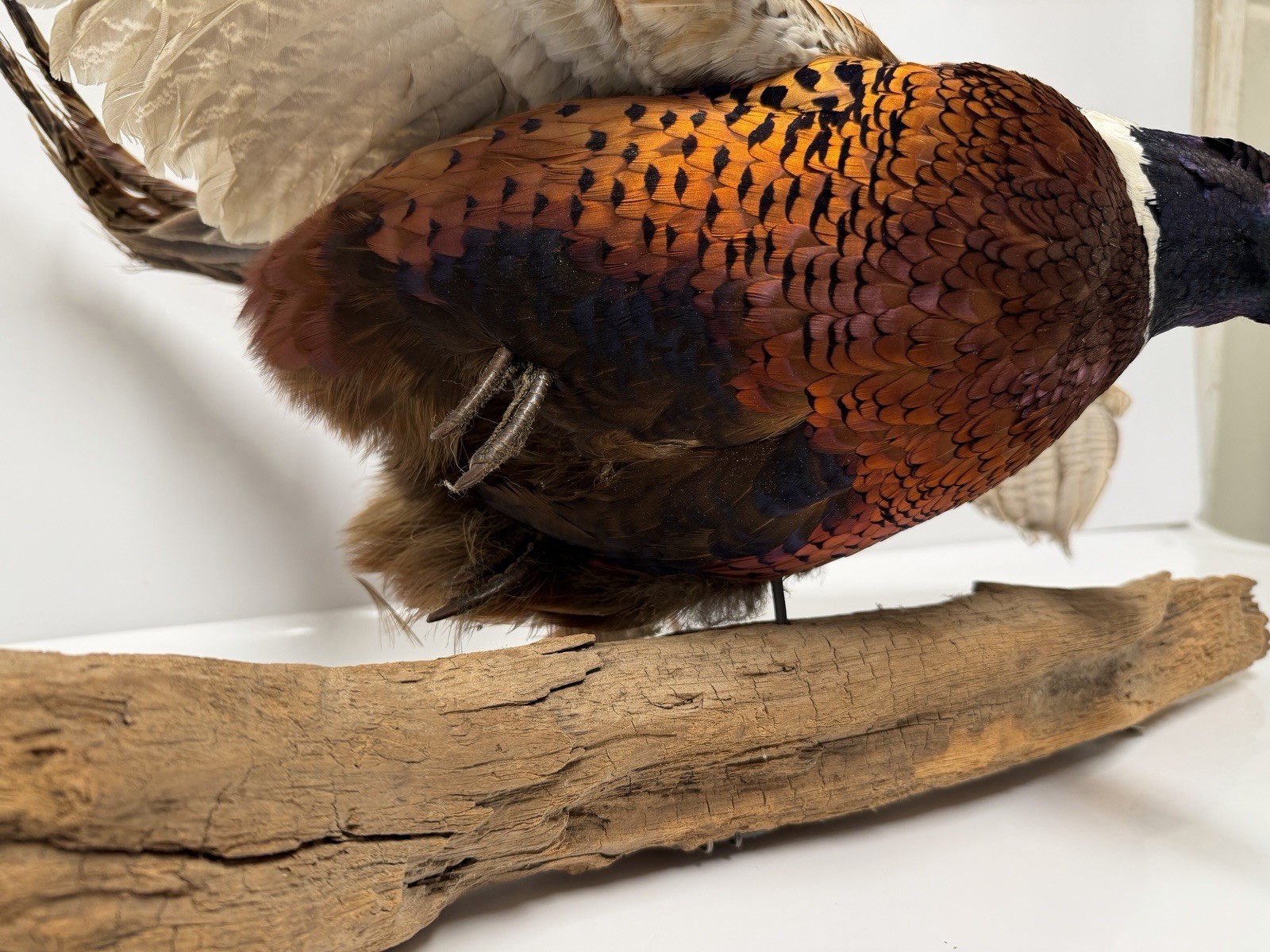 Pheasant Wall Mount Taxidermy Real Skin Flying Ring Neck Rooster On Wood Vintage