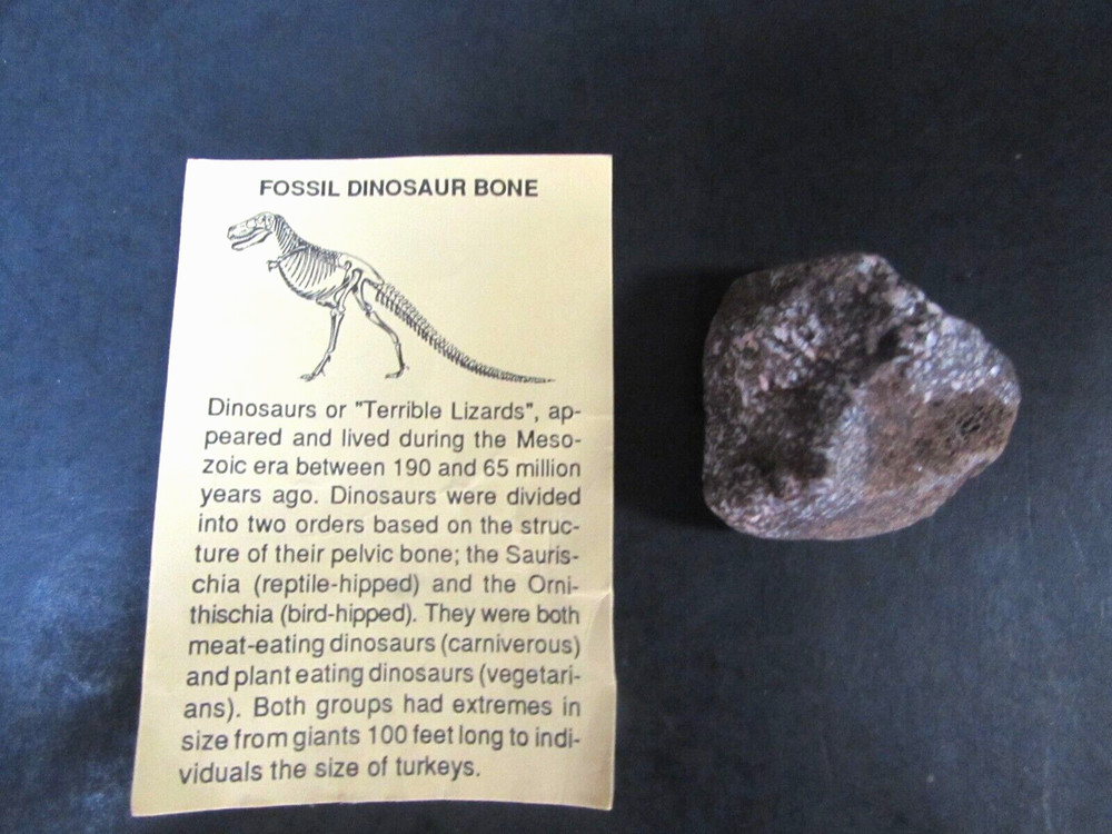 FOSSIL -   DINOSAUR  BONE "TERRIBLE LIZARDS"