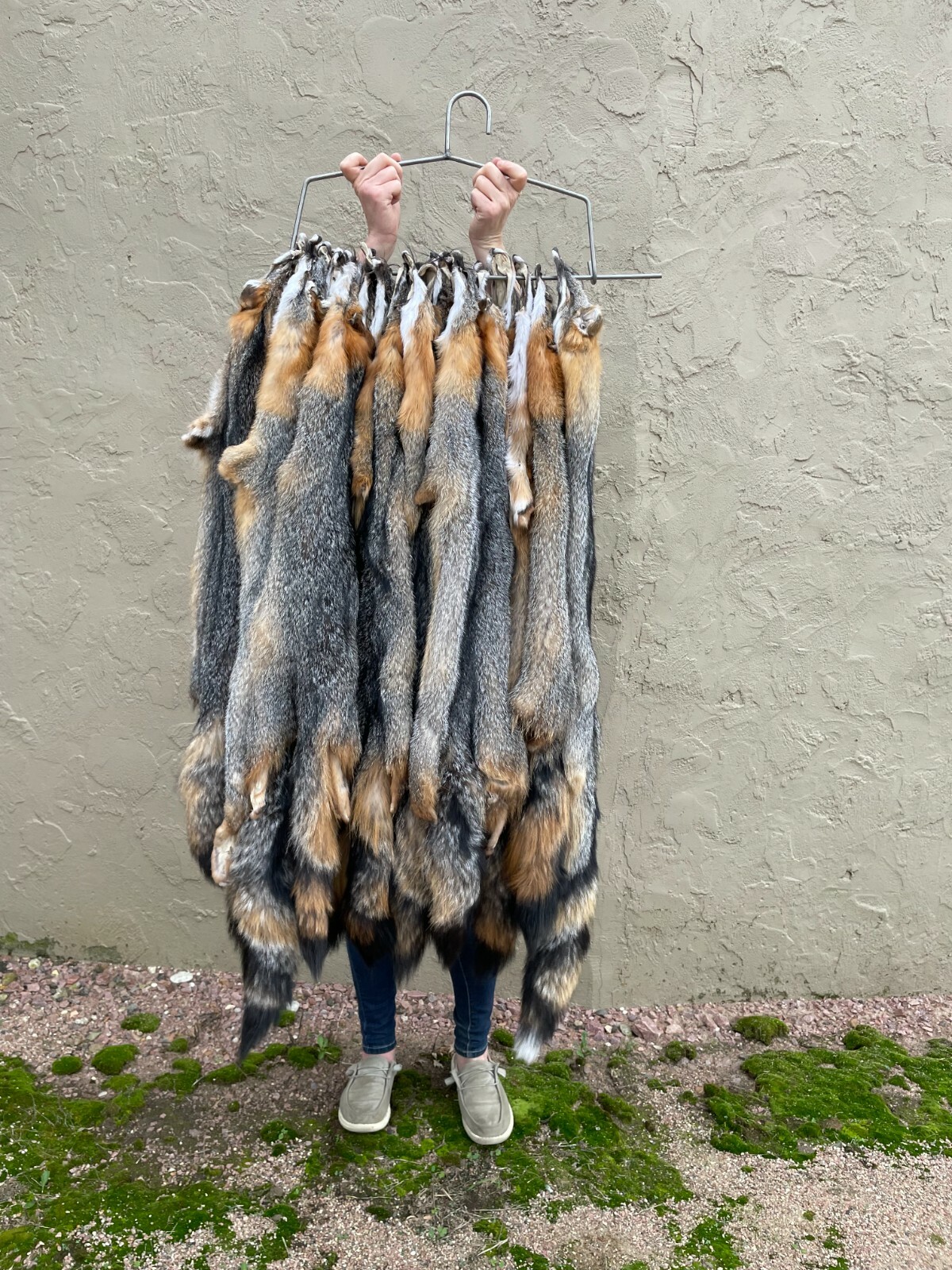 Tanned Grey Fox Winter “Heavy Fur” Northeast US, Gray