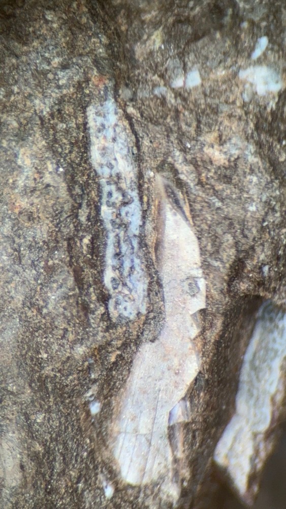 Fossil Devonian Fish Tooth