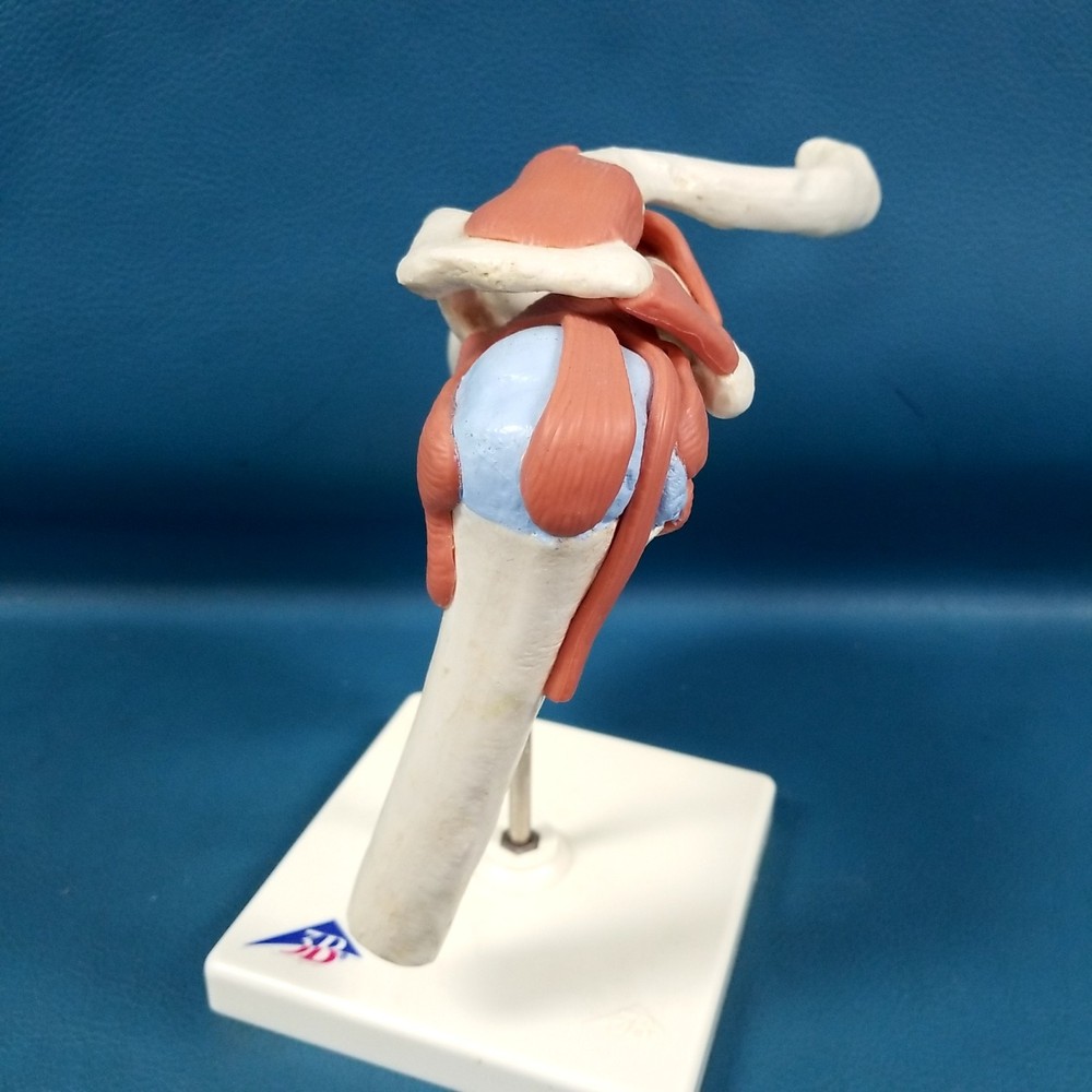 VTG 3B Scientific Functional & Realistic Shoulder Joint Model