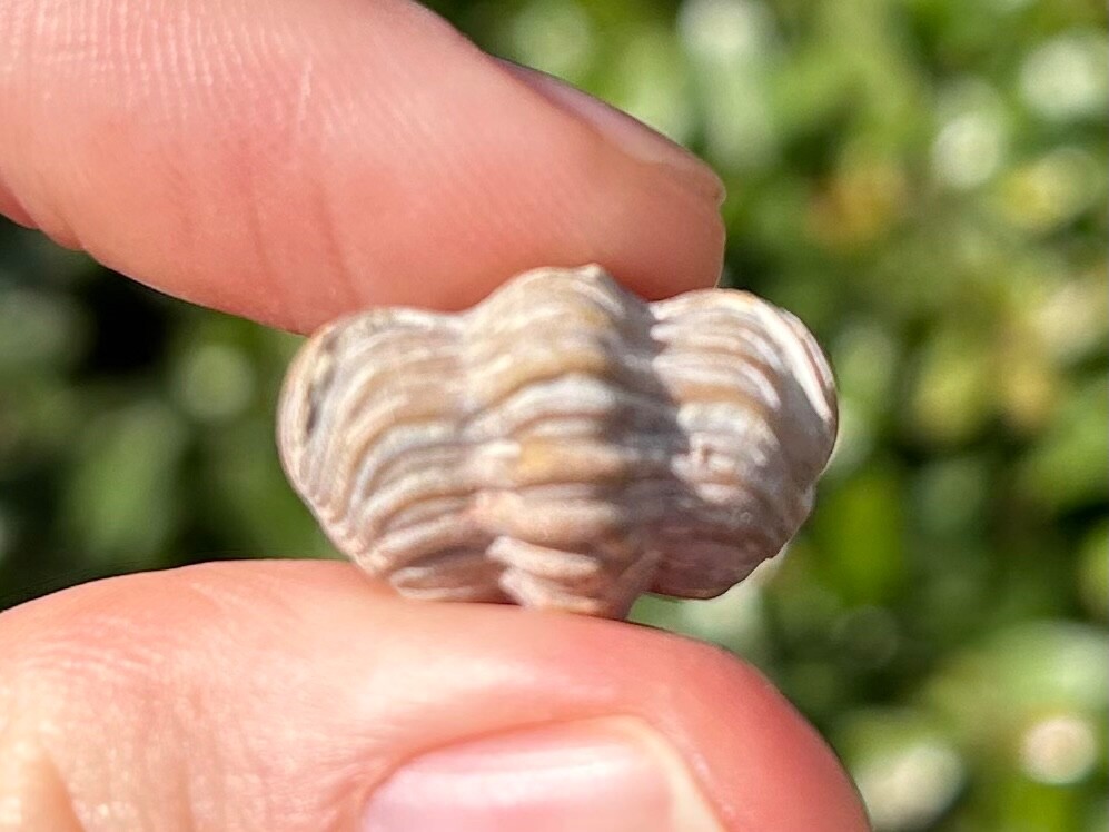 NICE Oklahoma Fossil Trilobite Paciphacops campbelli Devonian Bug Haragan Fm