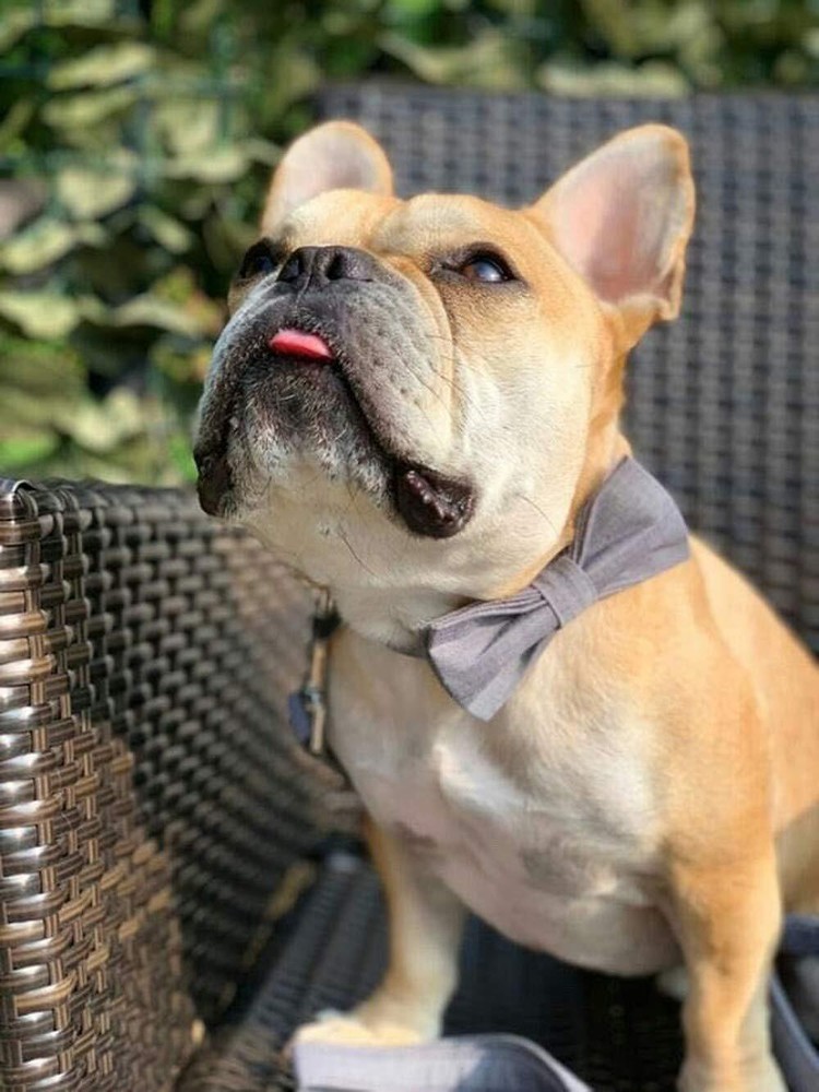 Dog Collar with Bowtie Durable Adjustable and Comfortable Collar for X-Small ...
