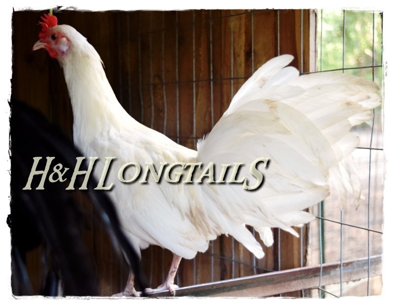 6+ Assorted color Phoenix longtail Chicken hatching eggs L@@K!