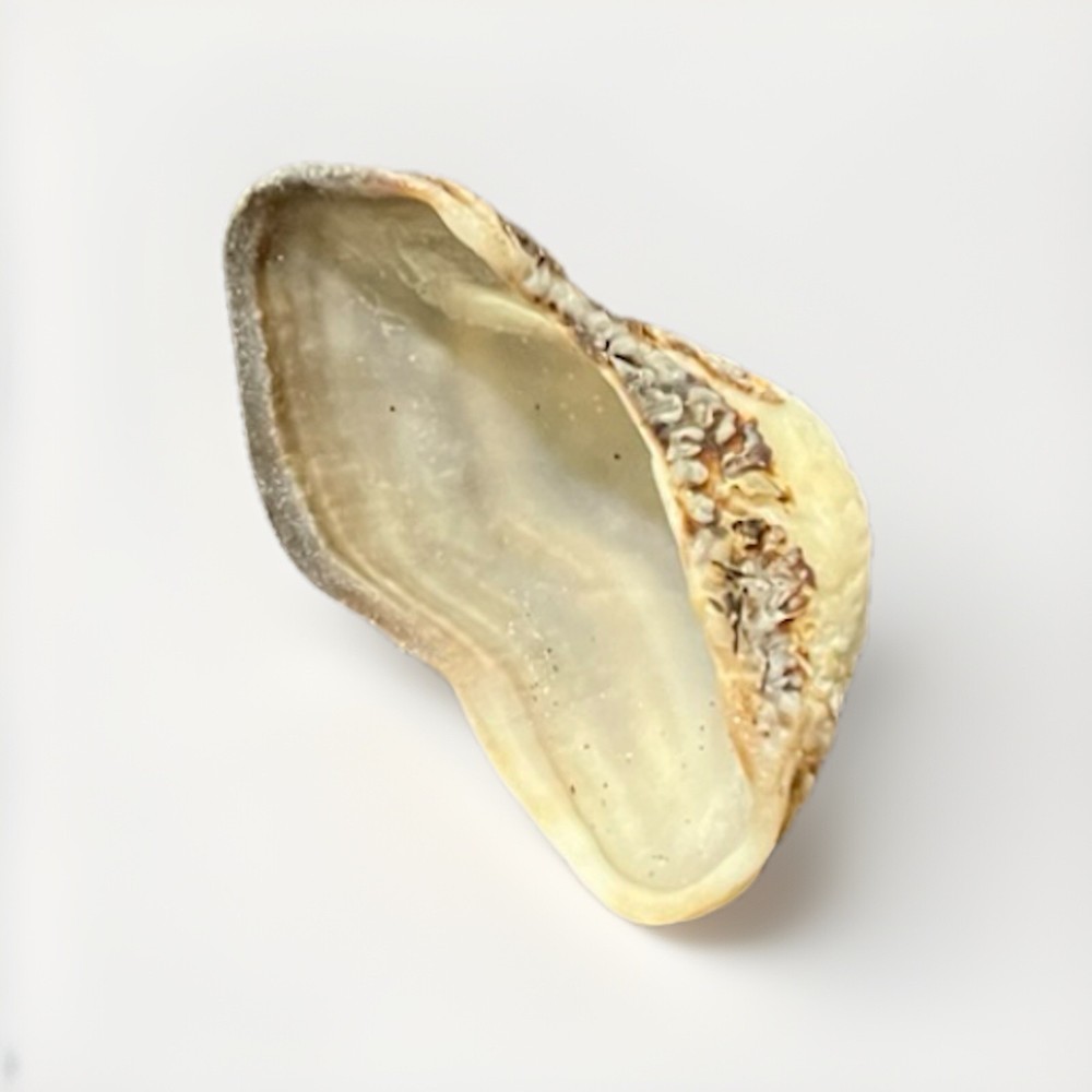 Unique 2” Arc Clam from Florida