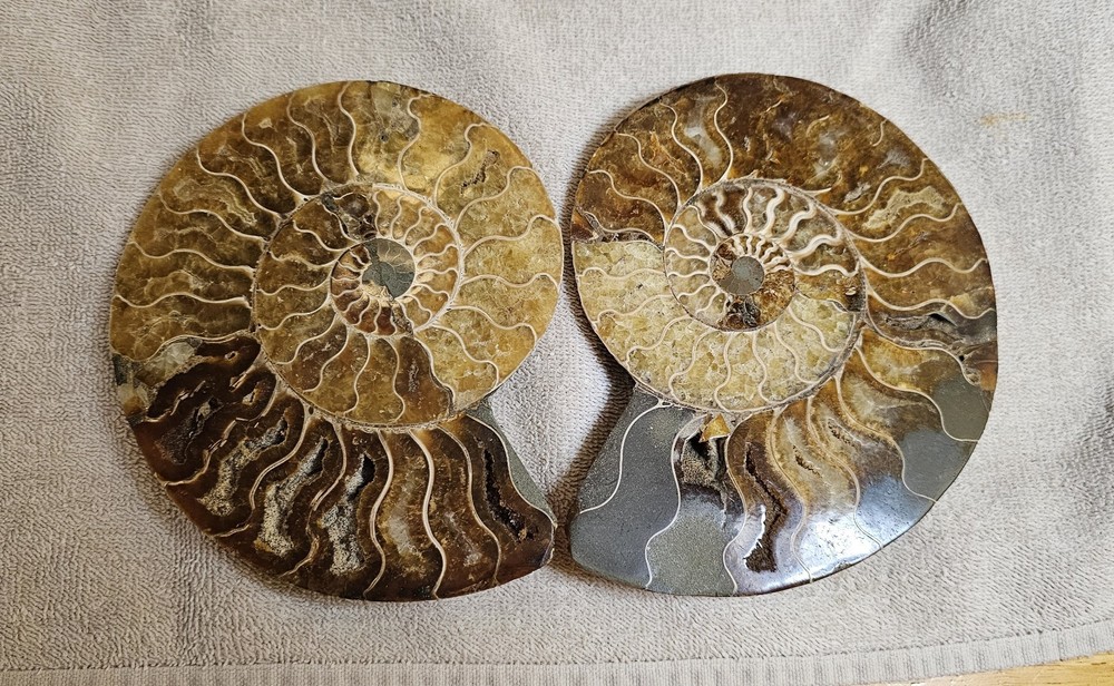 Ammonite Natural Pair
