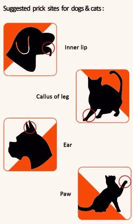 Blood glucose meter monitor dog cat glucometer dogs diabetes sugar insulin pet