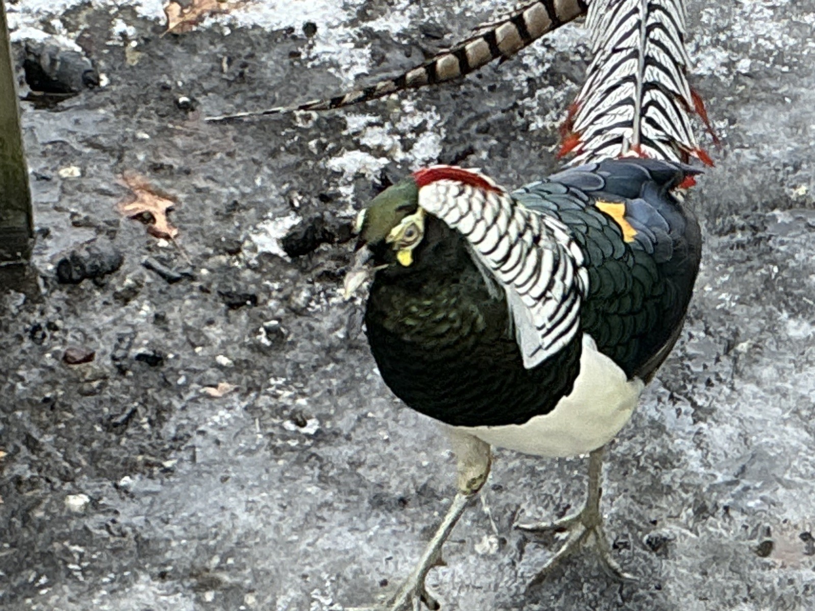 PRE-SALE Lady Amherst Pheasant Hatching Eggs 6+2