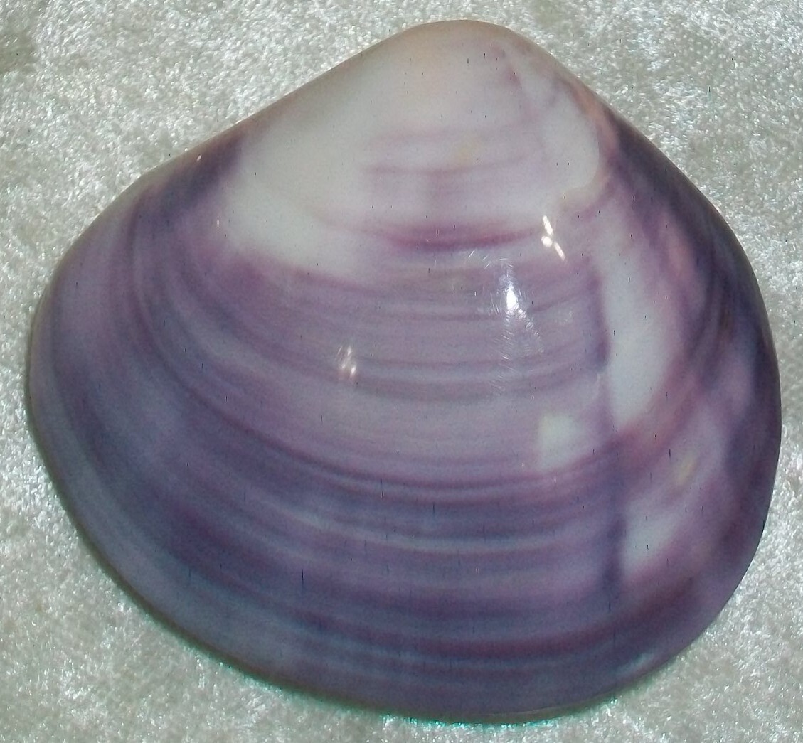 Hand Polished Violet Purple Saltwater Clam Clamshell Beach Nautical Table Decor