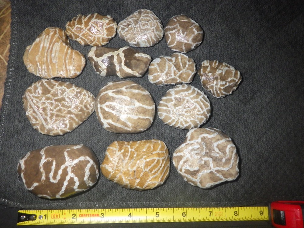Chain Coral Halysites