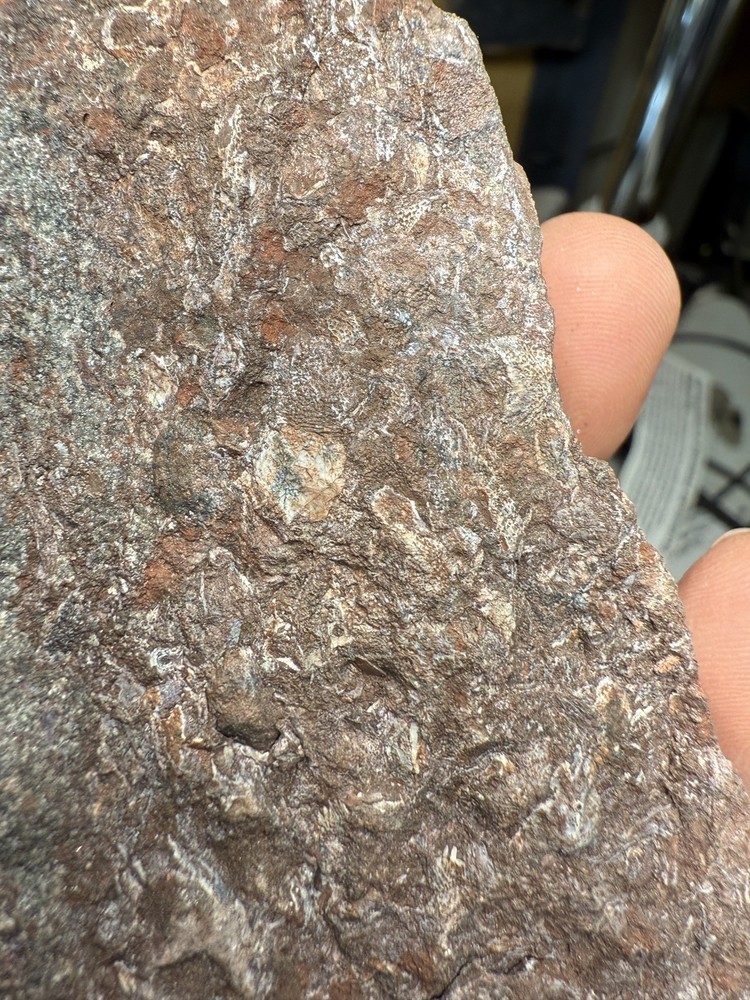 Fossil Placoderm Pieces- possibly Bothriolepis - Devonian era fossil