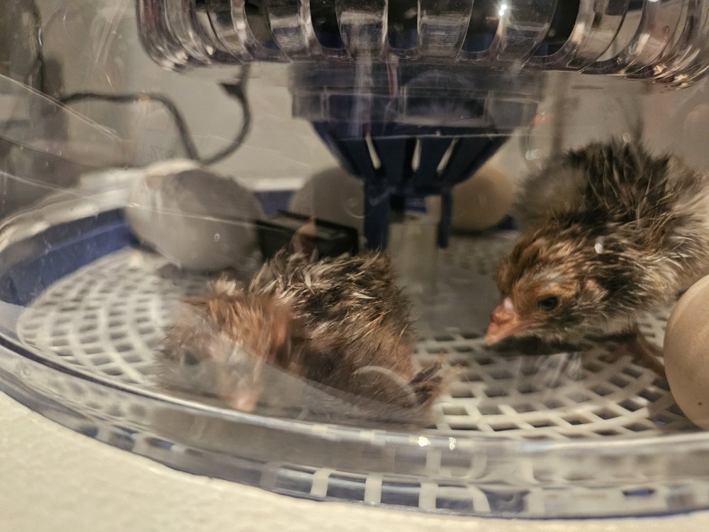 6+ Barnyard Mix Fresh Hatching Eggs From Free Range Chickens