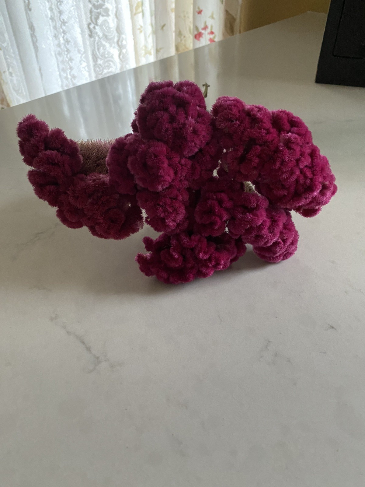 COCKSCOMB Celosia DRIED FLOWERS Bunch BOUQUET Bundle Wedding ++ Assorted