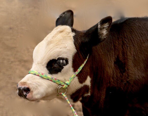 Halter All MEDIUM Dairy Beef Cow, Ave Steer Breaking Show Adjustable PATTERN USA