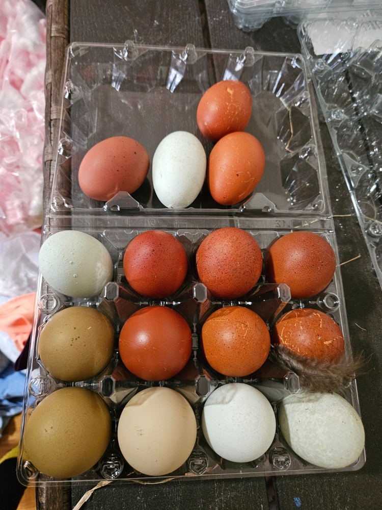 NPIP 12+ Fertile Chicken Hatching Eggs Black Copper Marans easter Olive egger