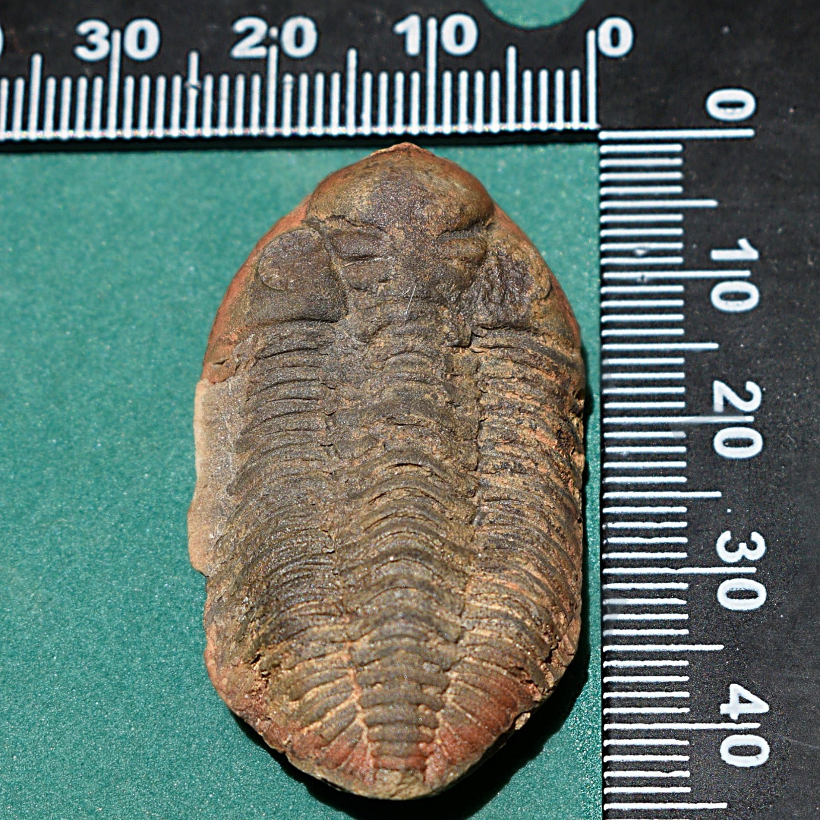 Trilobite: Cryphaeus australis - Bolivia devonian trilobite fossil