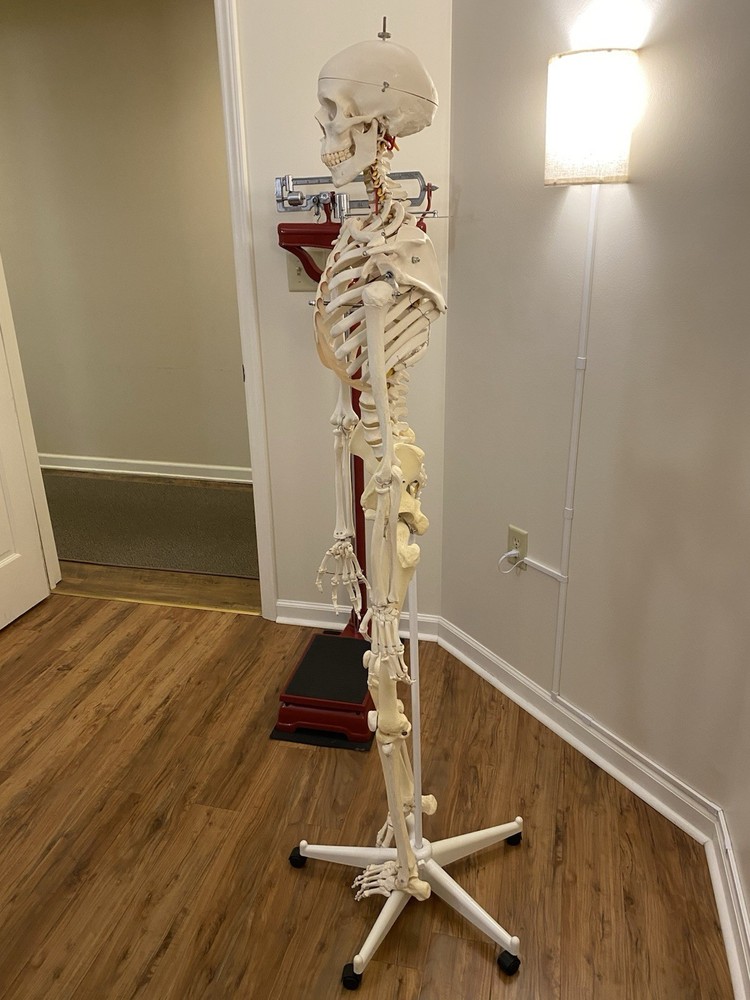 Fred The Flexible Skeleton Anatomical Model