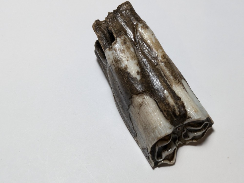 Cow Tooth