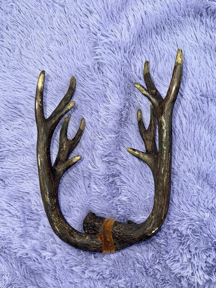 Young Buck Deer Antlers Rack Hanging