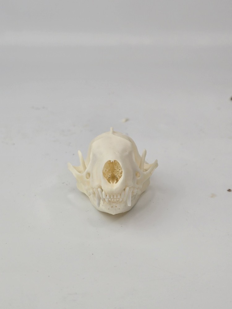 Real Striped Skunk Skull - Mephitis mephitis - American Sourced