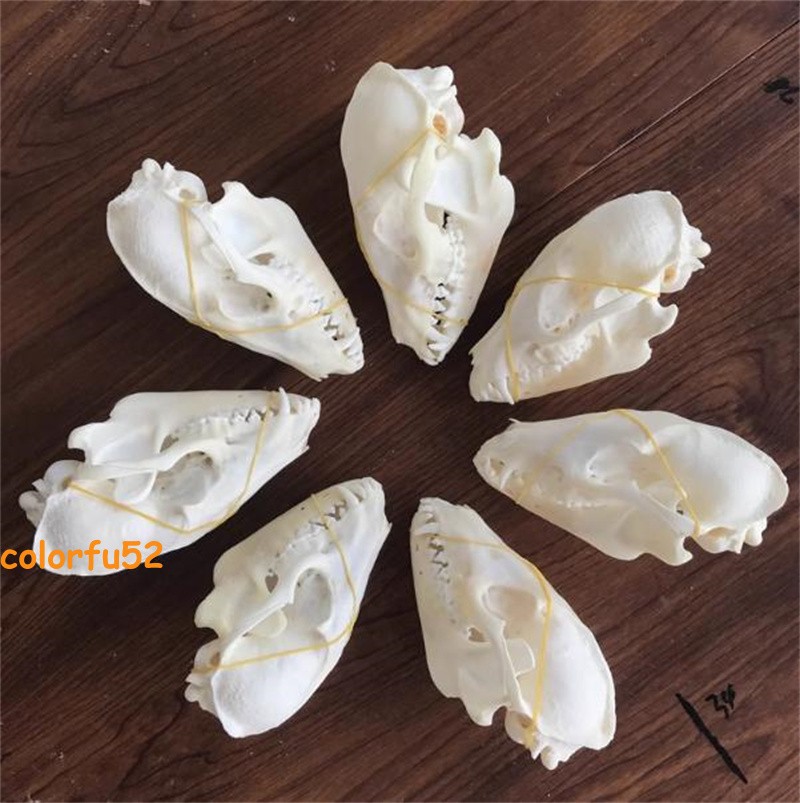 Real Fox Skull Taxidermy Bone Skeleton Halloween Fish Tank Decoration In Stock