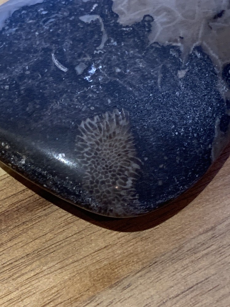 Petoskey Stone Polished
