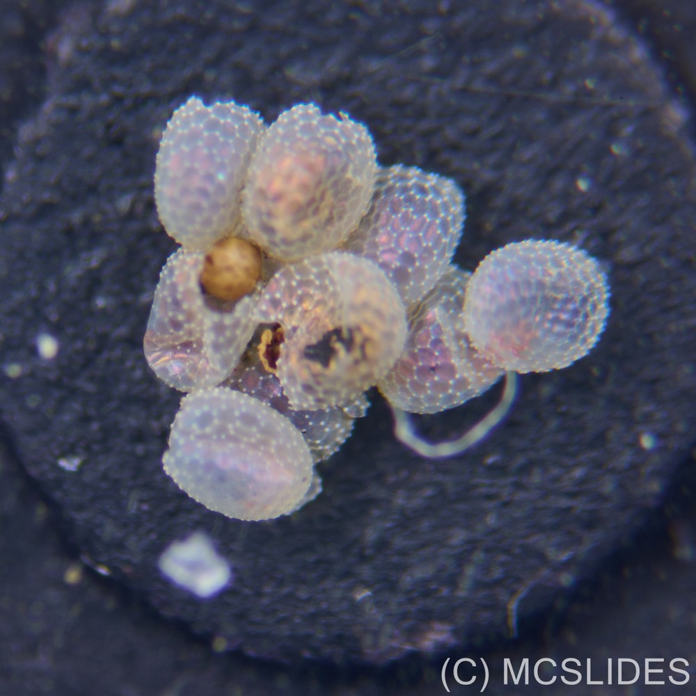 Vintage microscope slide: fluorescence moth eggs for reflected light