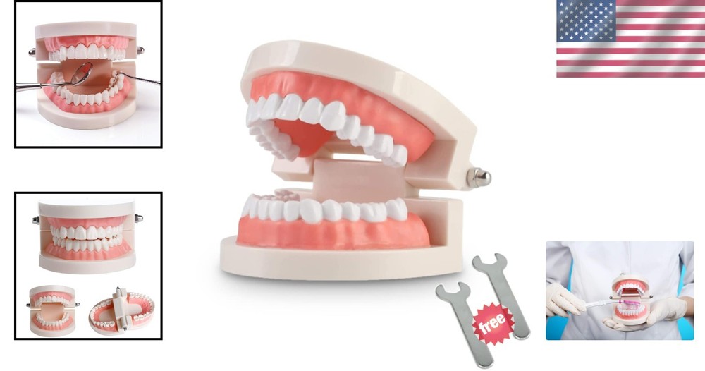 Dentist-Approved Teeth Model for Effective Patient Communication & Teaching