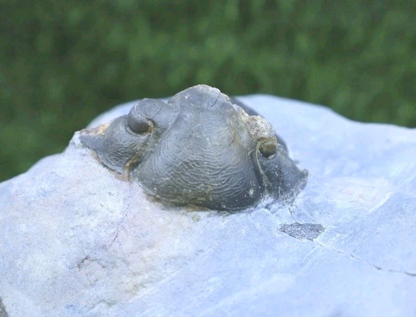 Trilobite Paralejurus trilobite fossil Devonian trilobite from Moroccan Fossil