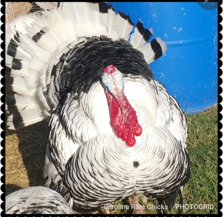 12 Royal Palm Turkey Hatching Eggs