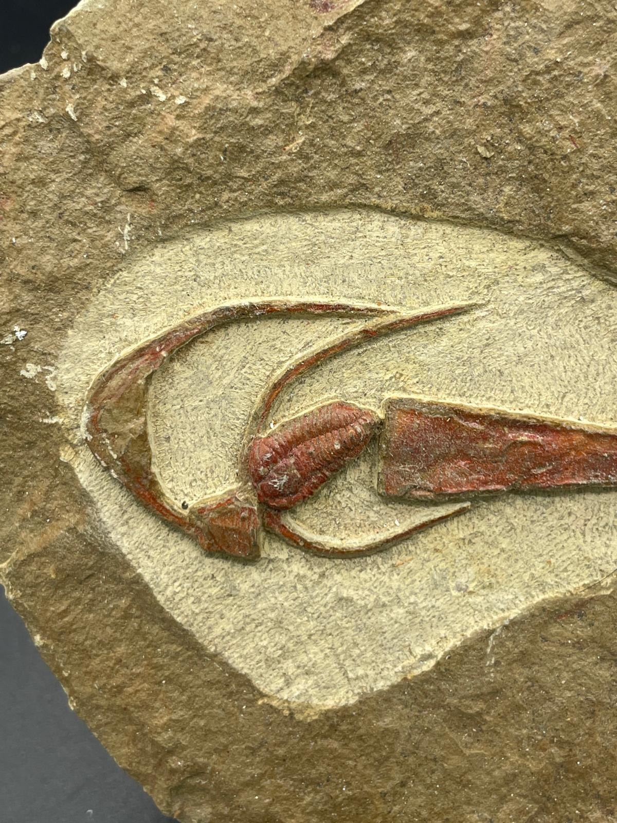 Rare Ordovician Life Plate: Euloma, Orthoceras & Ampyx Association