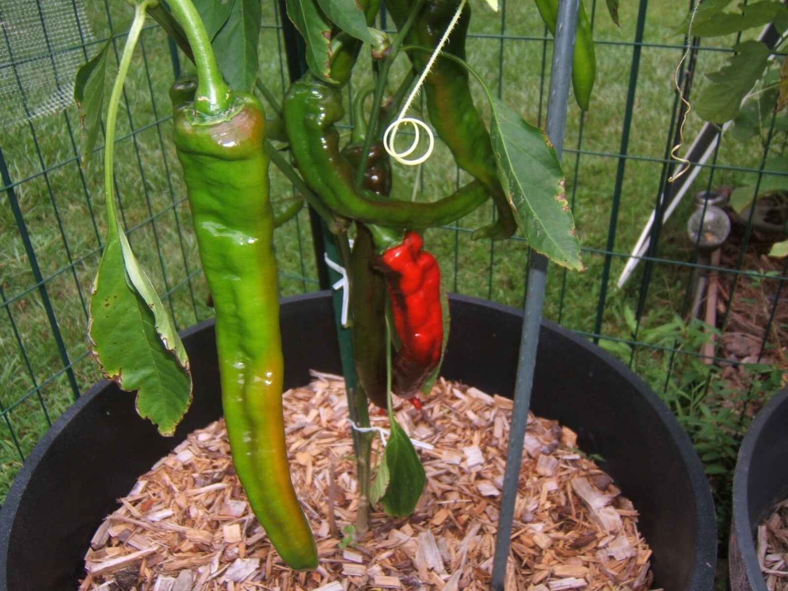 Doux des Landes Fresh Organically Grown Heirloom Sweet Pepper Seeds (20)