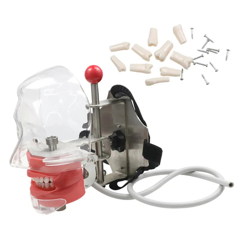 Dental Manual Manikin Simulator Phantom Head Model with 28pcs Replacement Teeth