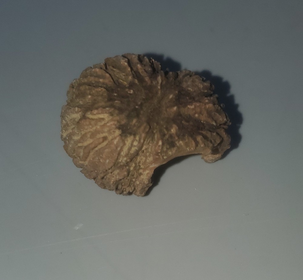 Fossilized Walnut Shell Mississipian Period