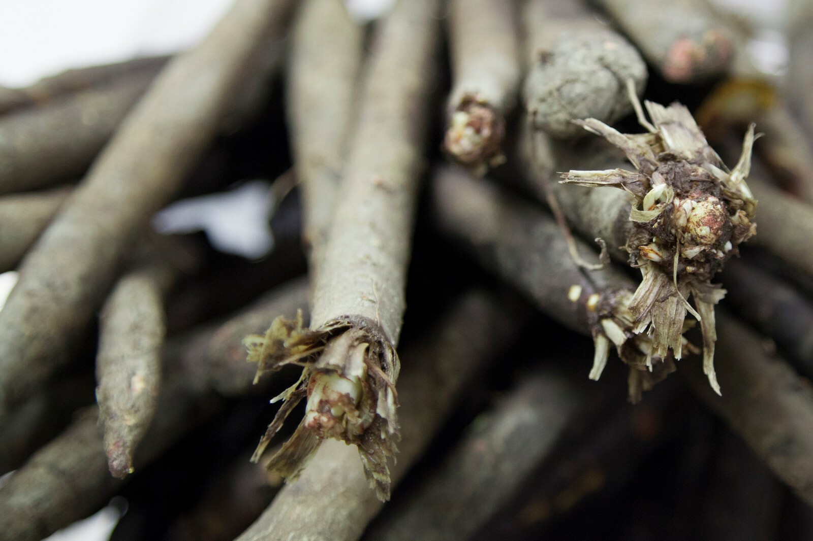 Black Salsify, Scorzonera, NON-GMO, Black Oyster Plant, Goat's Beard, FREE SHIP