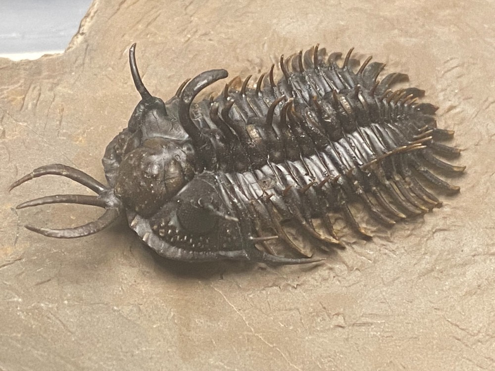 walliserops hammii & phacops