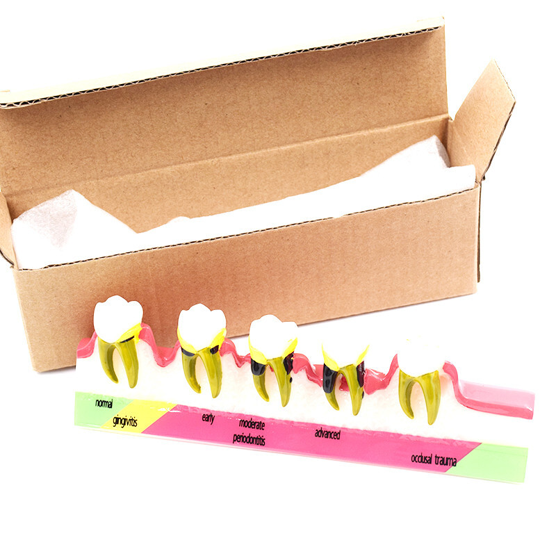 Dental High Quality Assort Dentoform Pathological Study Periodontal Model Teeth